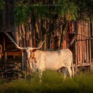 Meet your Posher, Gregg